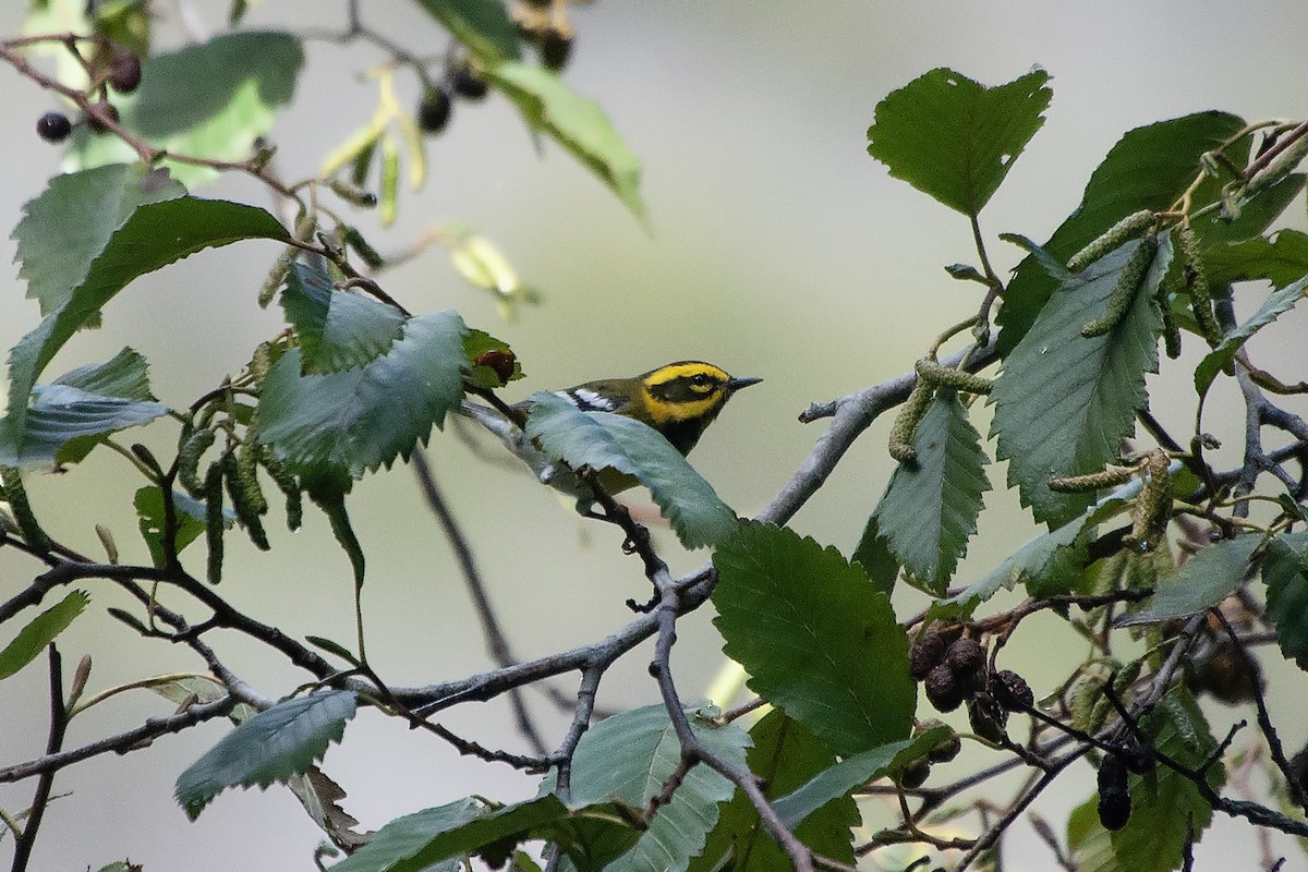 Townsend's Warbler - ML624256310