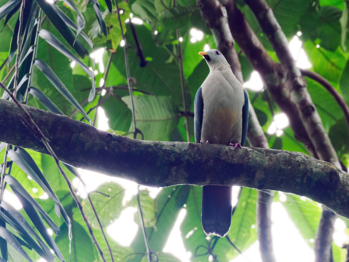 Maroon-chinned Fruit-Dove - ML624256322