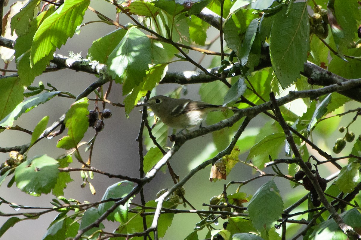 Hutton's Vireo - ML624256327