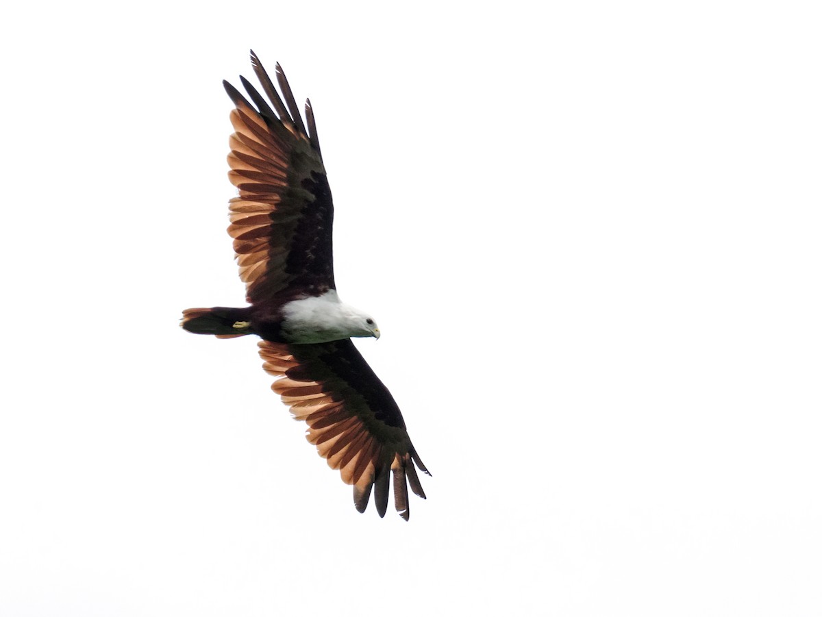 Brahminy Kite - ML624256336