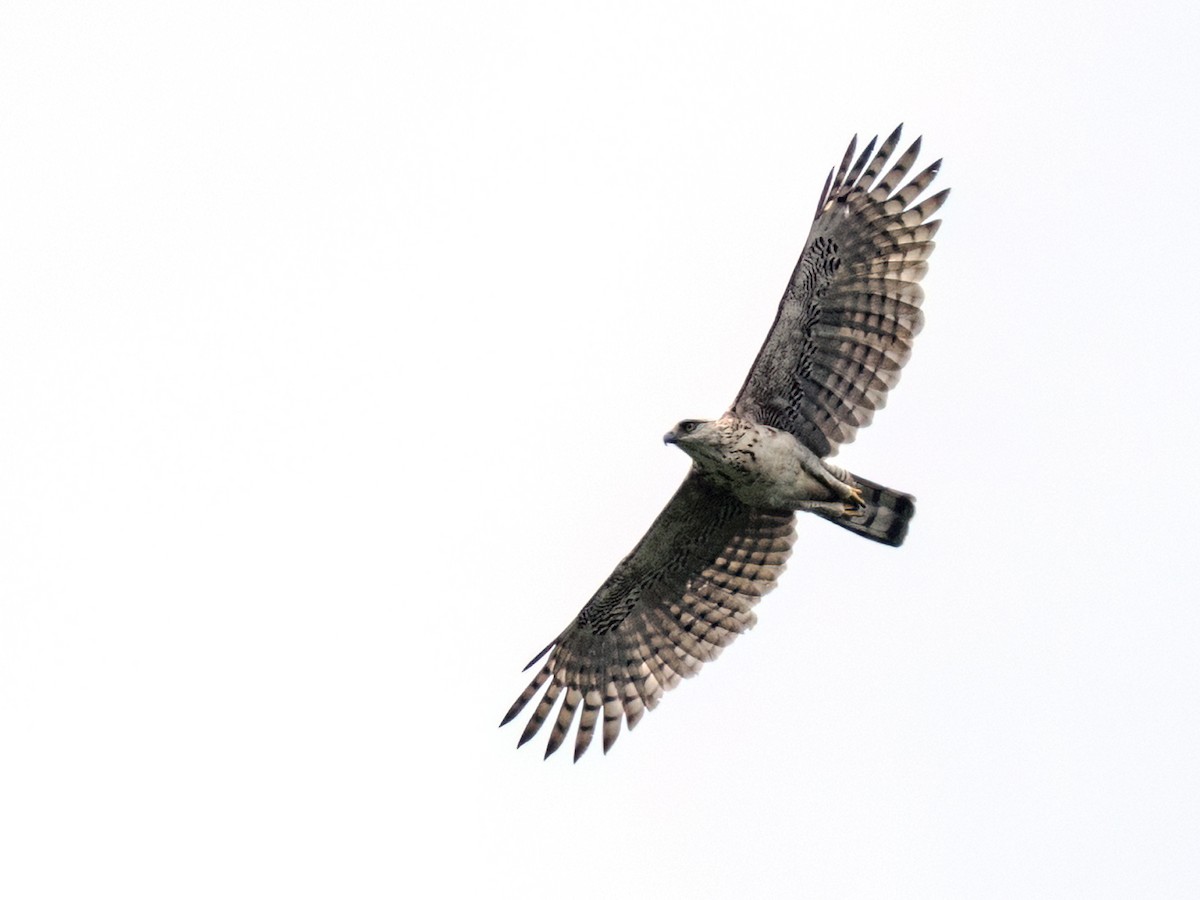 Sulawesi Serpent-Eagle - ML624256339