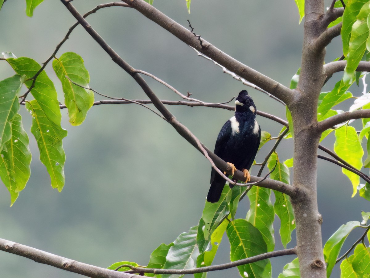 Sulawesi Myna - ML624256342