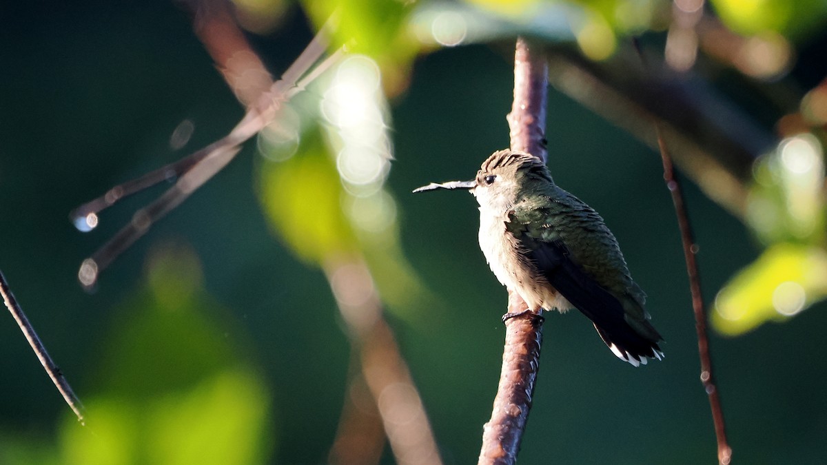 Ruby-throated Hummingbird - ML624256372