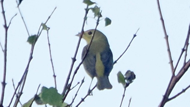 Scarlet Tanager - ML624256379