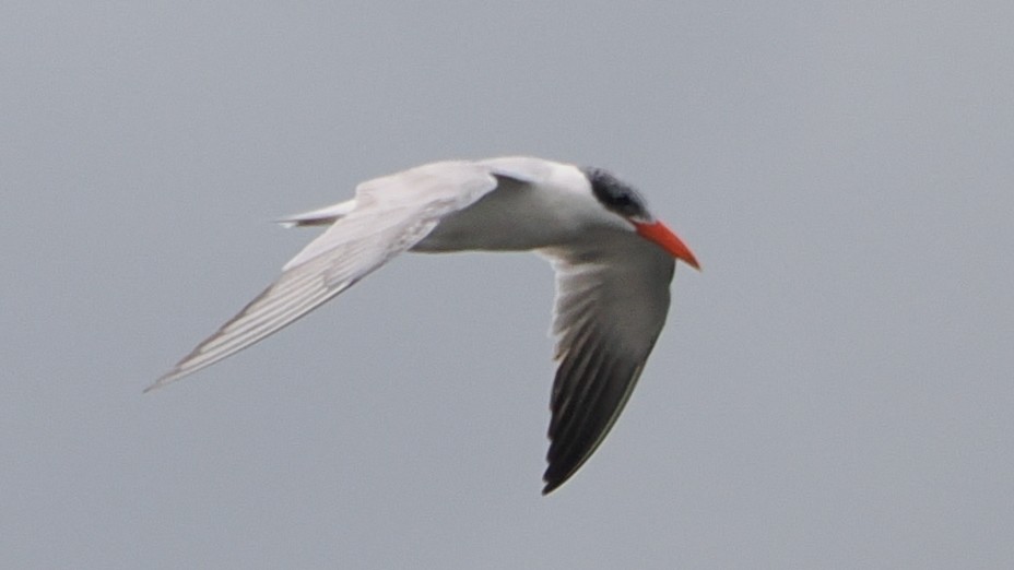 Caspian Tern - ML624256385