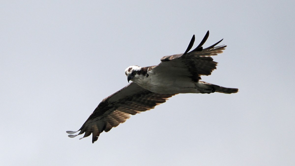 Osprey - ML624256391