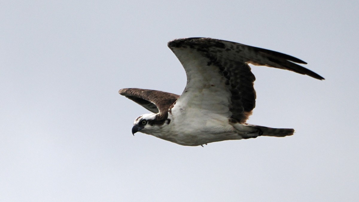 Osprey - ML624256392