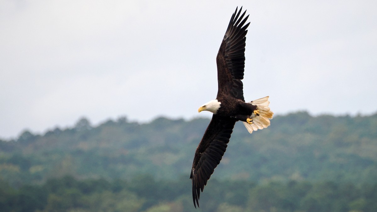 Bald Eagle - ML624256396
