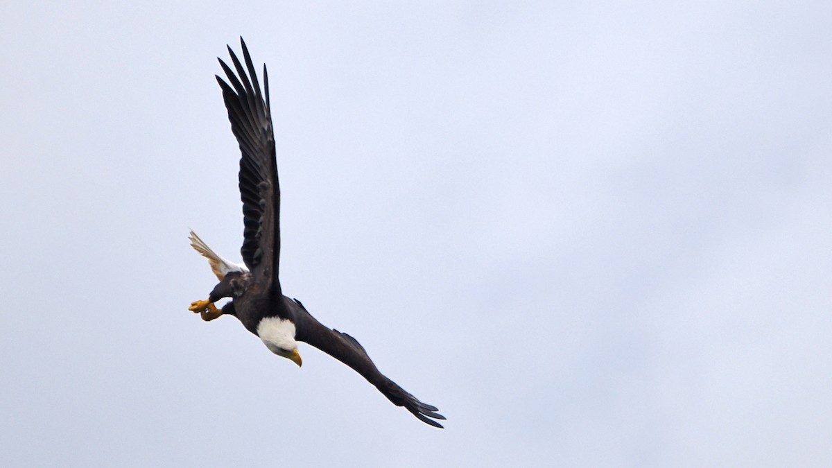 Bald Eagle - ML624256397