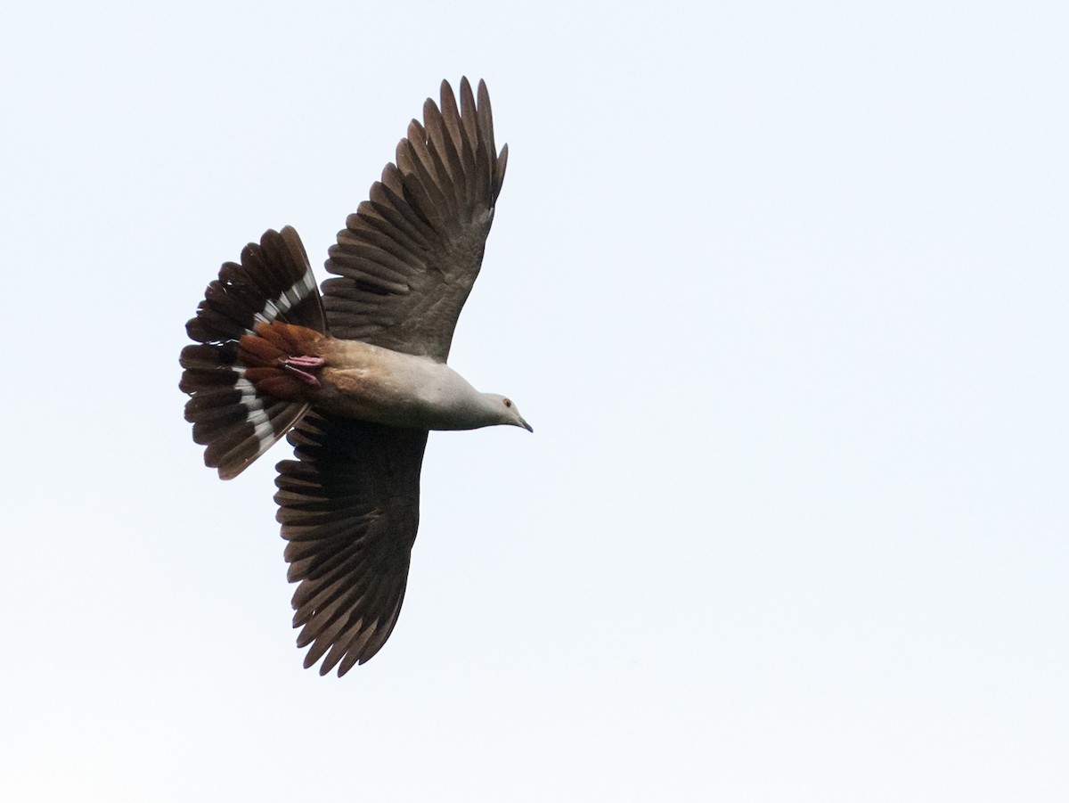 Gray-headed Imperial-Pigeon - ML624256409