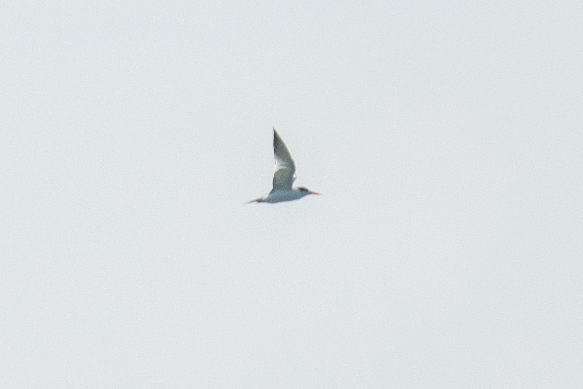 Lesser Crested Tern - ML624256415