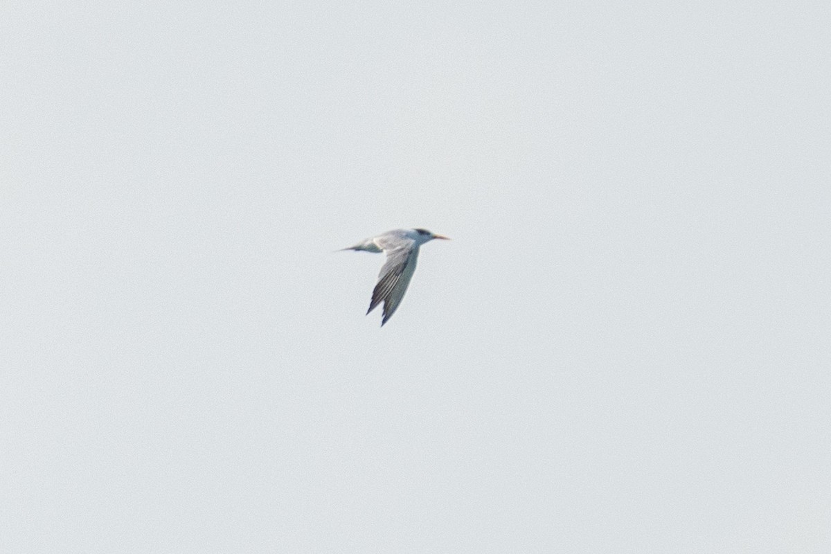 Lesser Crested Tern - ML624256416