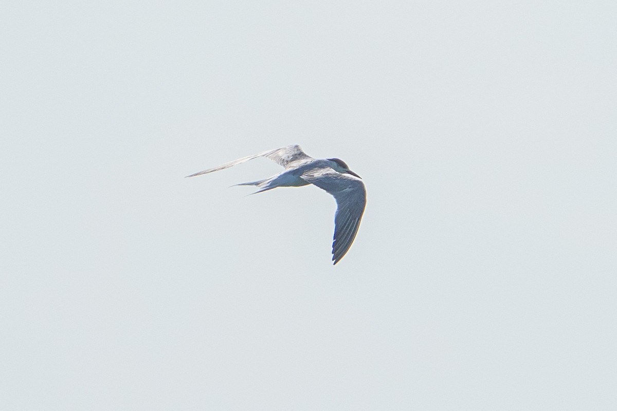 Common Tern - ML624256423