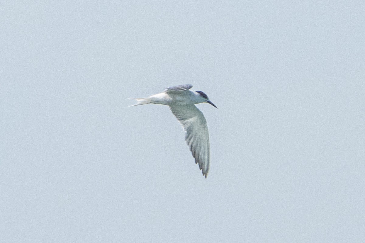 Common Tern - ML624256424