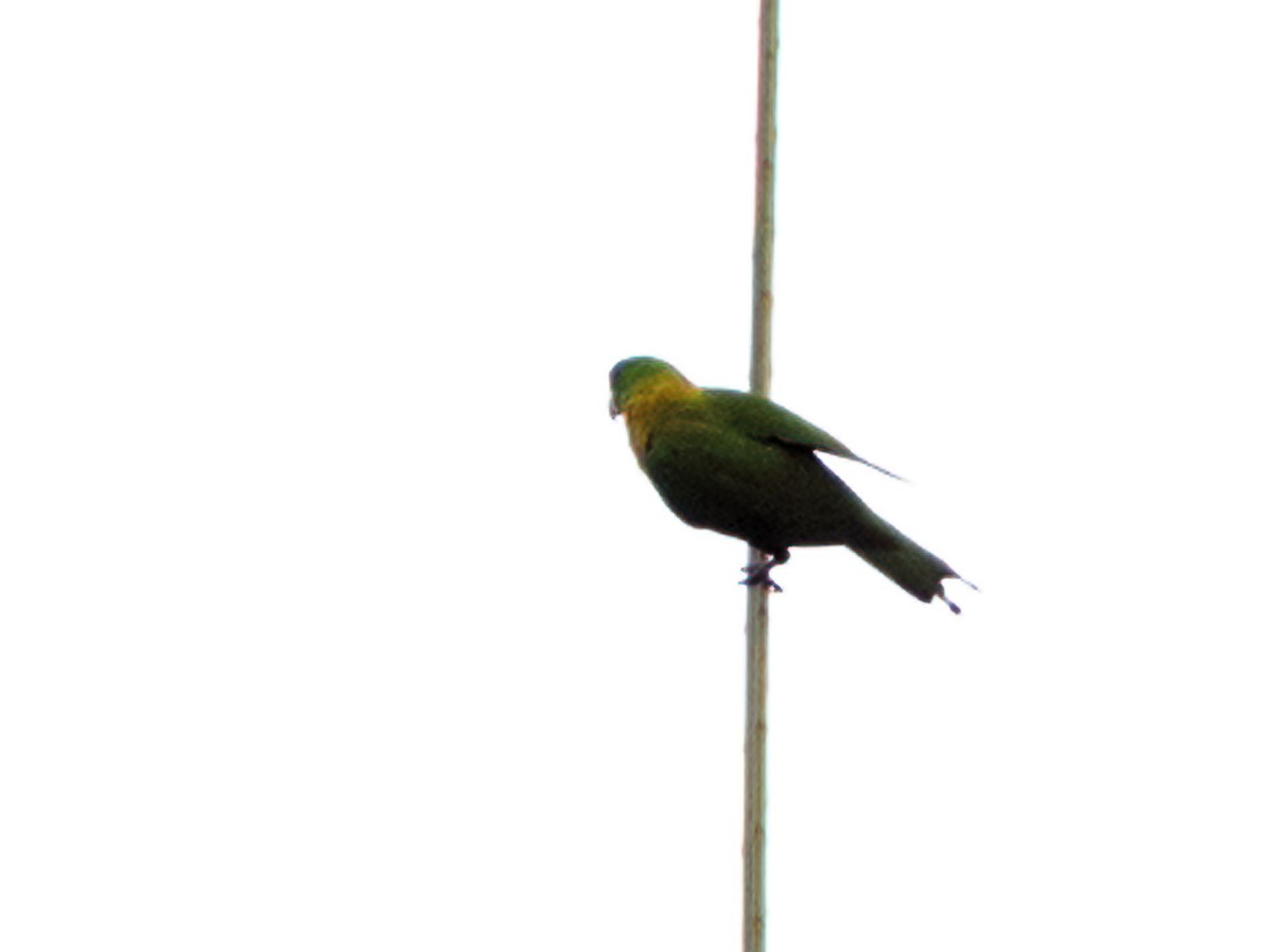 Yellow-breasted Racquet-tail - ML624256484