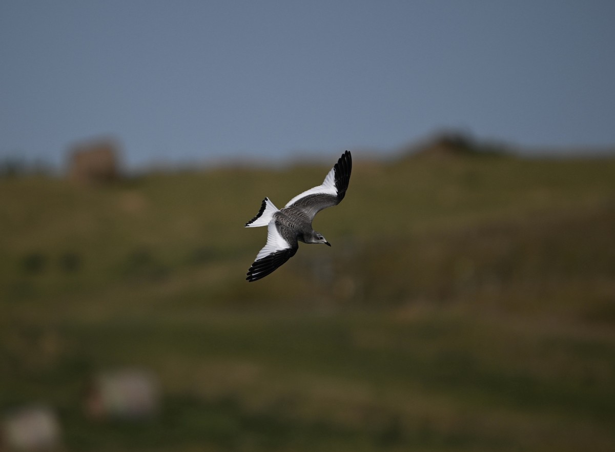 Sabine's Gull - ML624256567