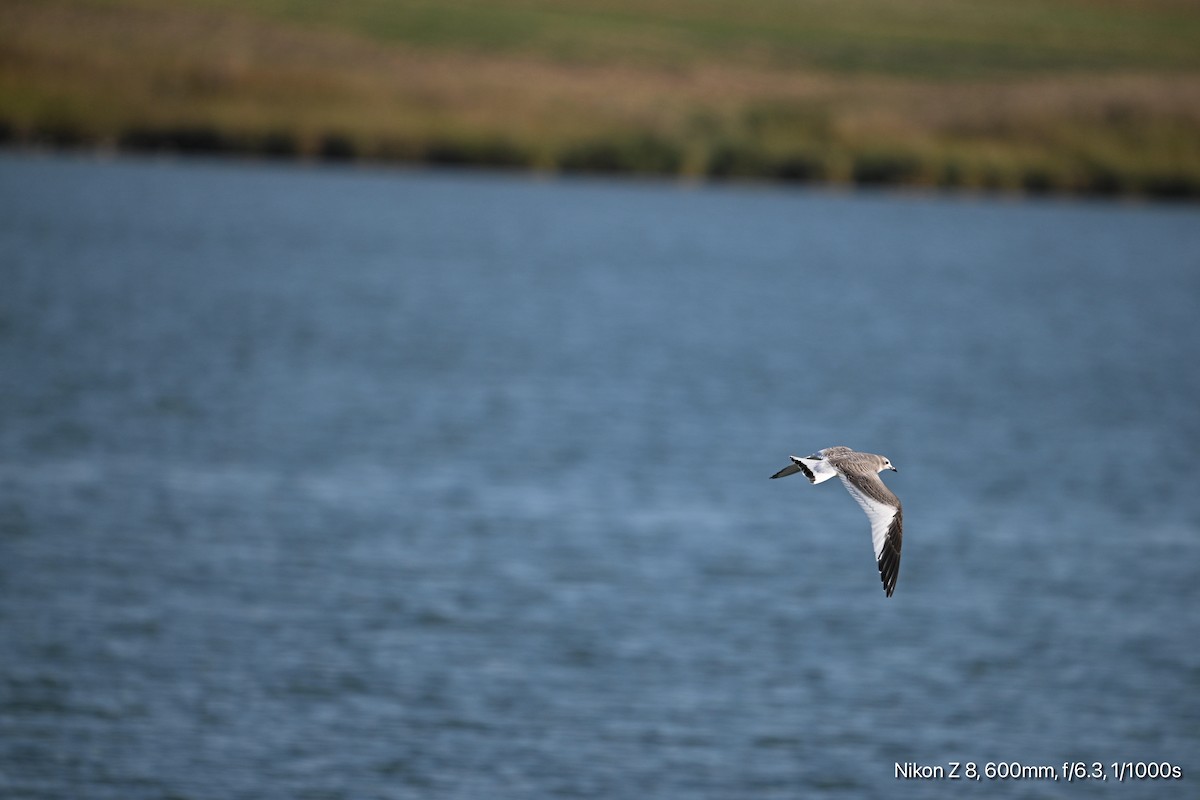 Sabine's Gull - ML624256568