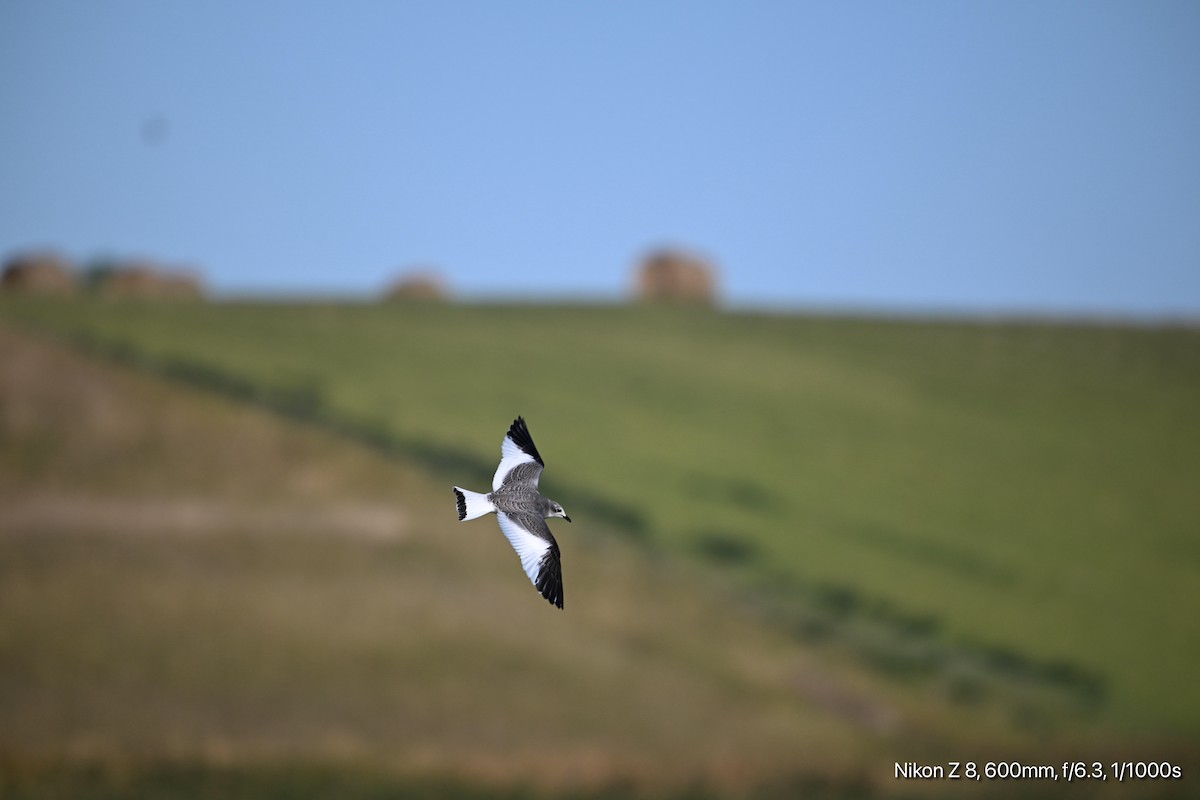 Sabine's Gull - ML624256569