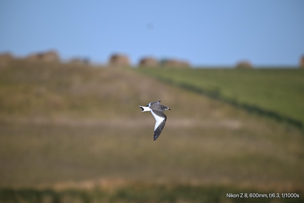 Sabine's Gull - ML624256570