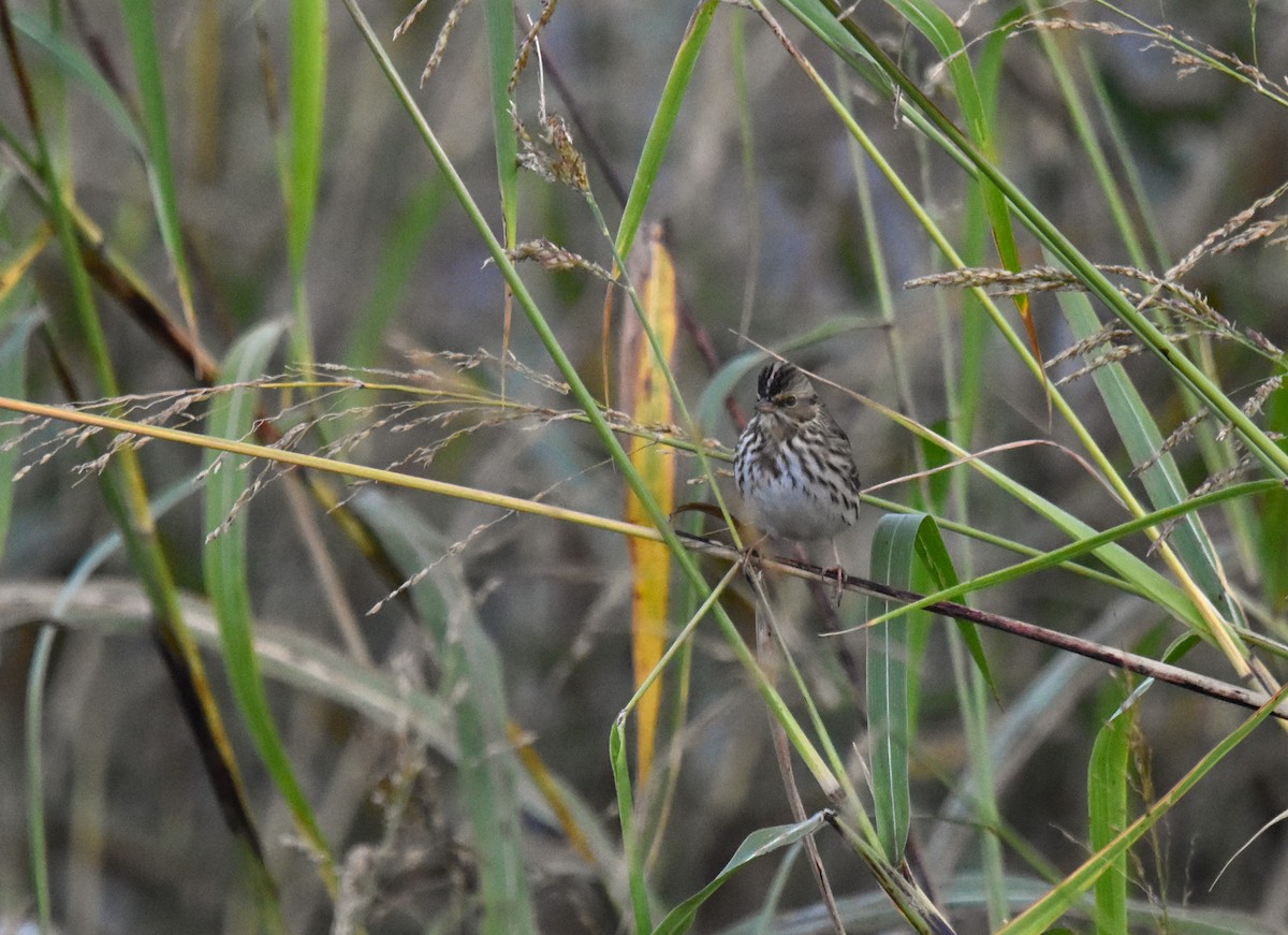Savannah Sparrow - ML624256620