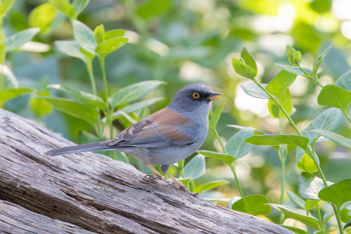 Yellow-eyed Junco - ML624256638