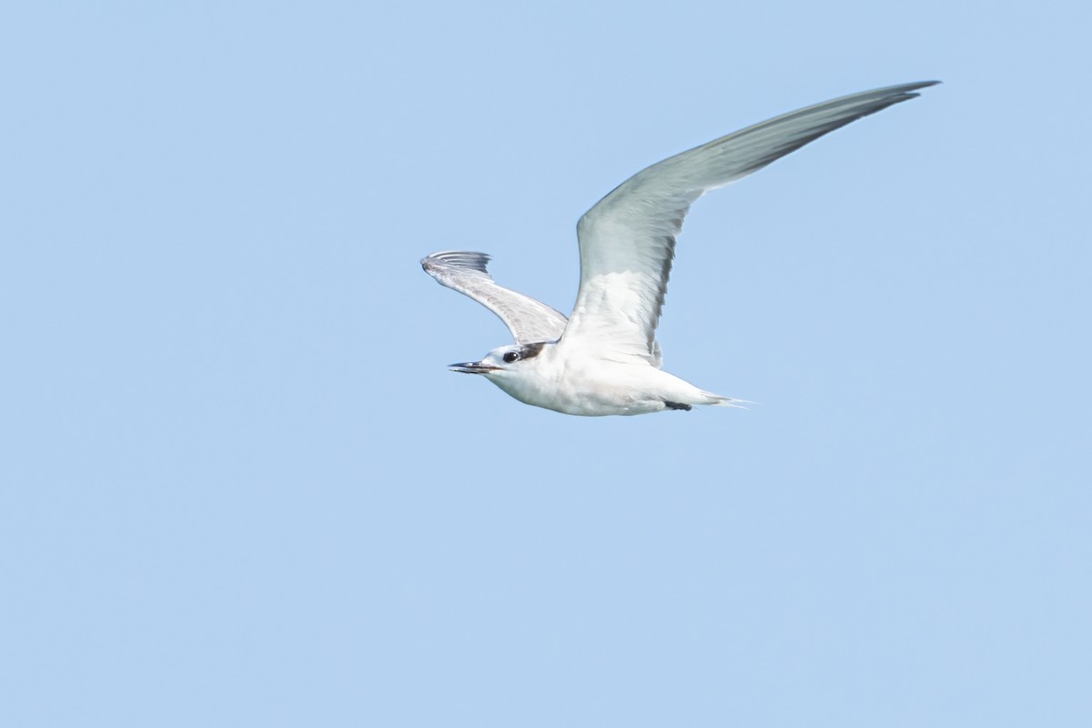 Aleutian Tern - ML624256639
