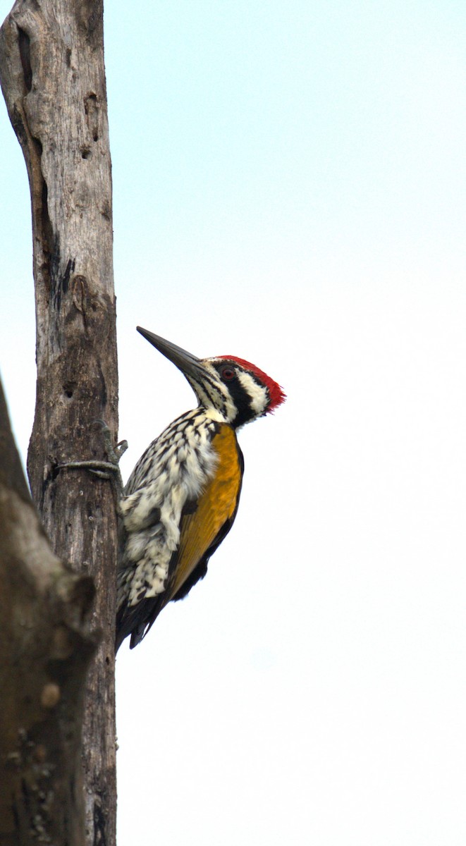 White-naped Woodpecker - ML624256653