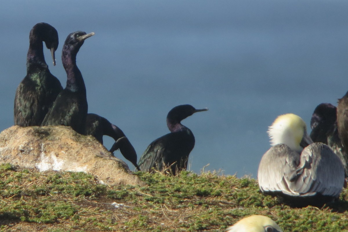 Pelagic Cormorant - ML624256690