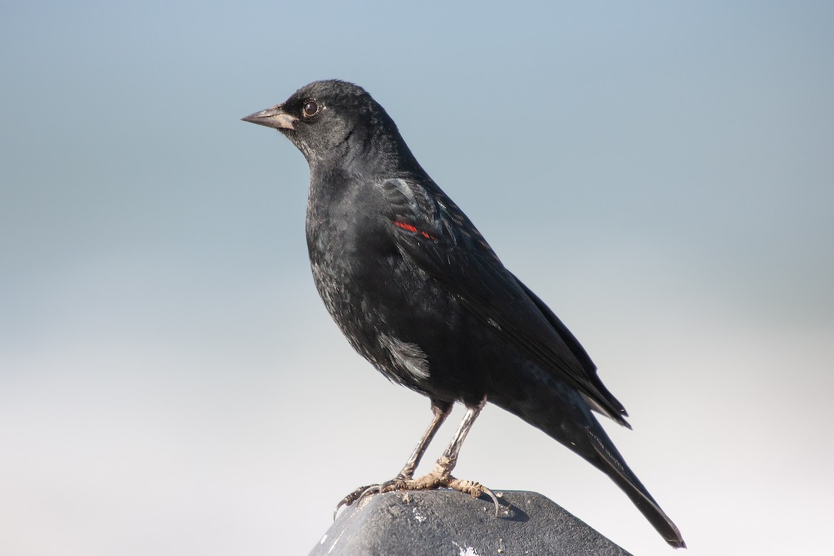 Red-winged Blackbird - ML624256693