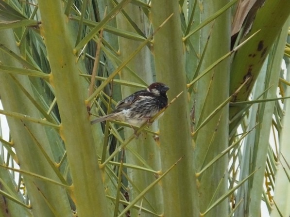 Spanish Sparrow - ML624256723