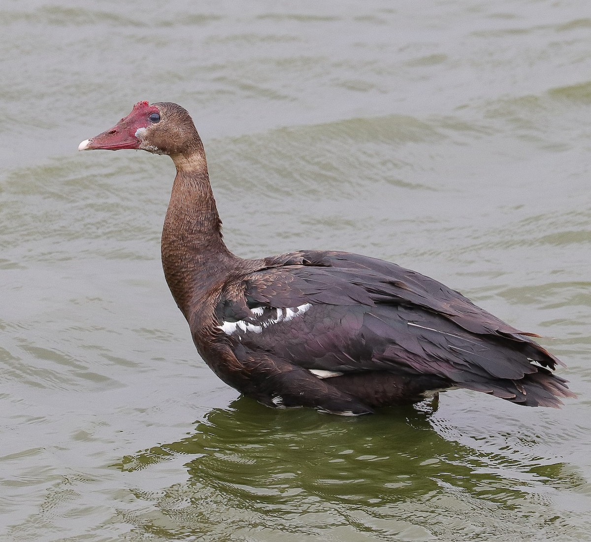 Spur-winged Goose - ML624256733