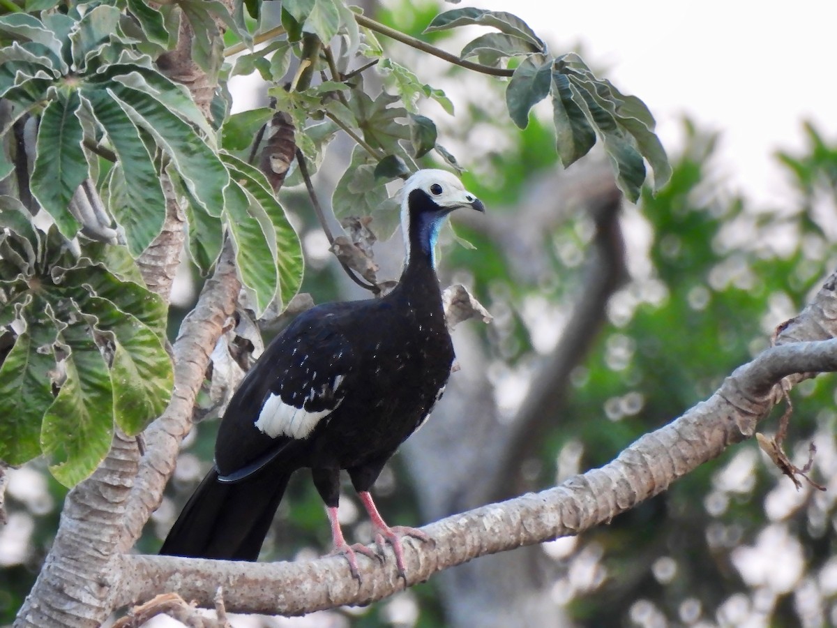 White-throated Piping-Guan - ML624256782