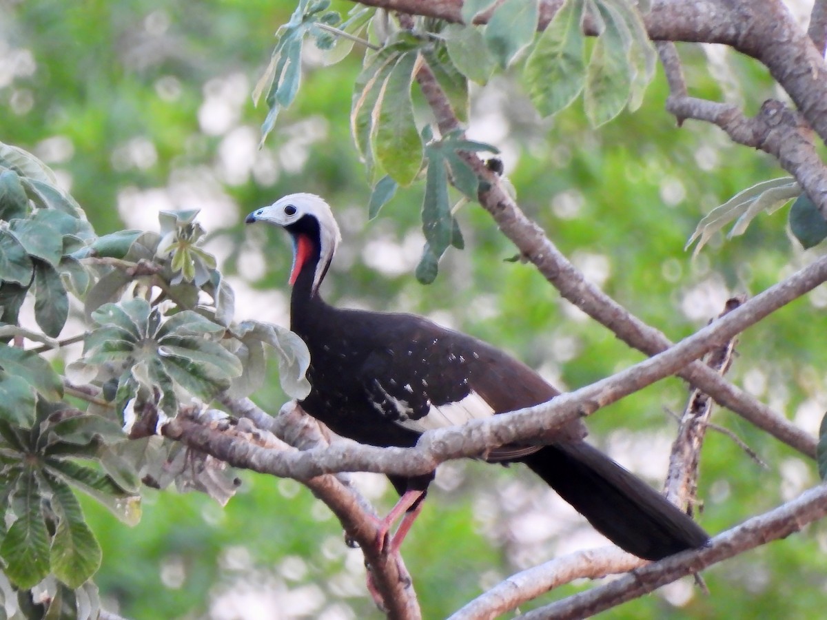 Red-throated Piping-Guan (White-crested) - ML624256784