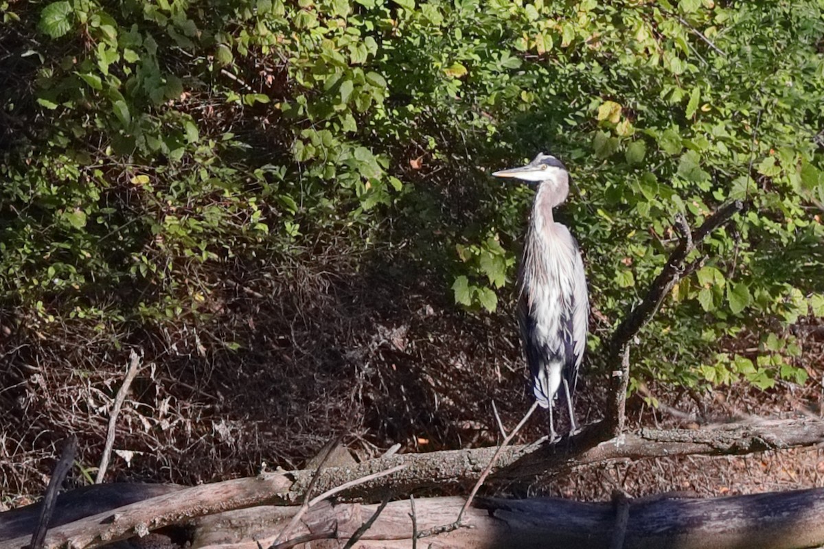 Great Blue Heron - ML624256801