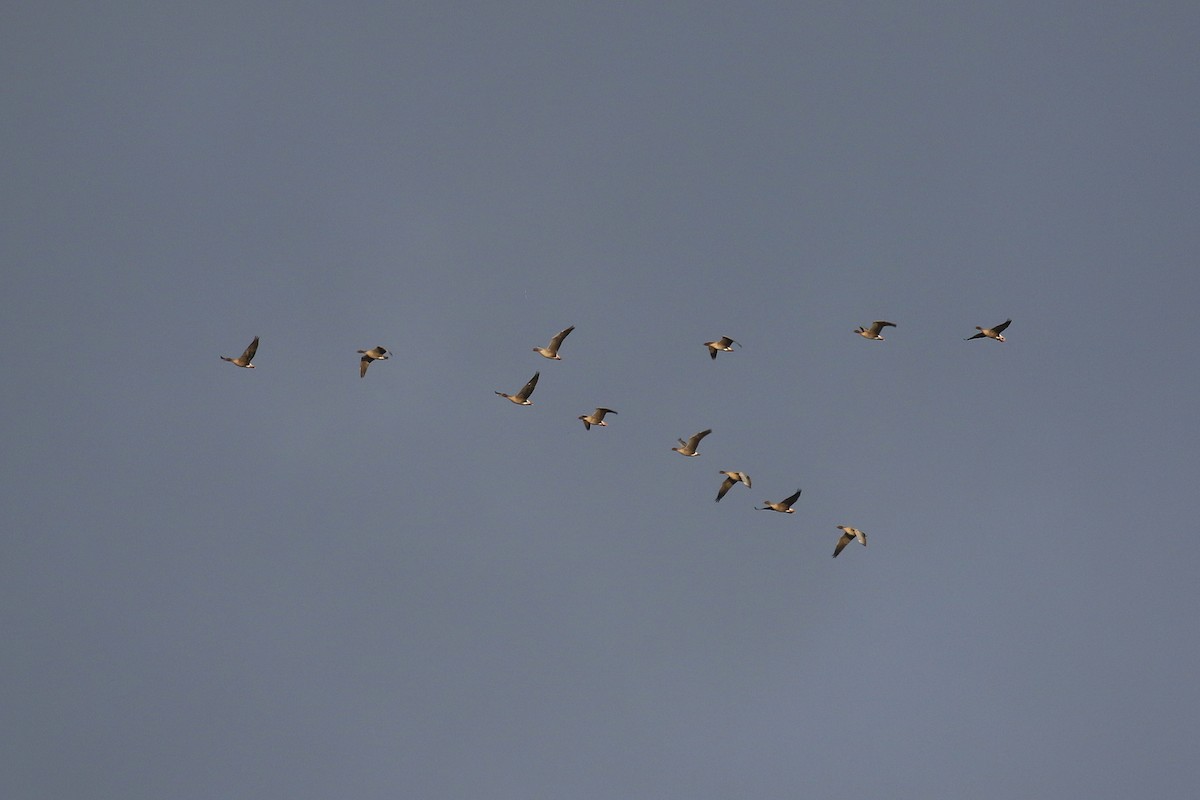 Pink-footed Goose - ML624256805