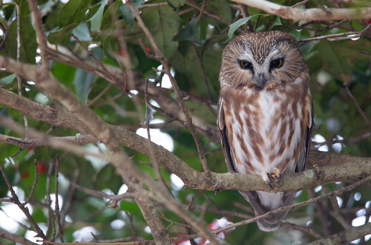 Northern Saw-whet Owl - ML624256827