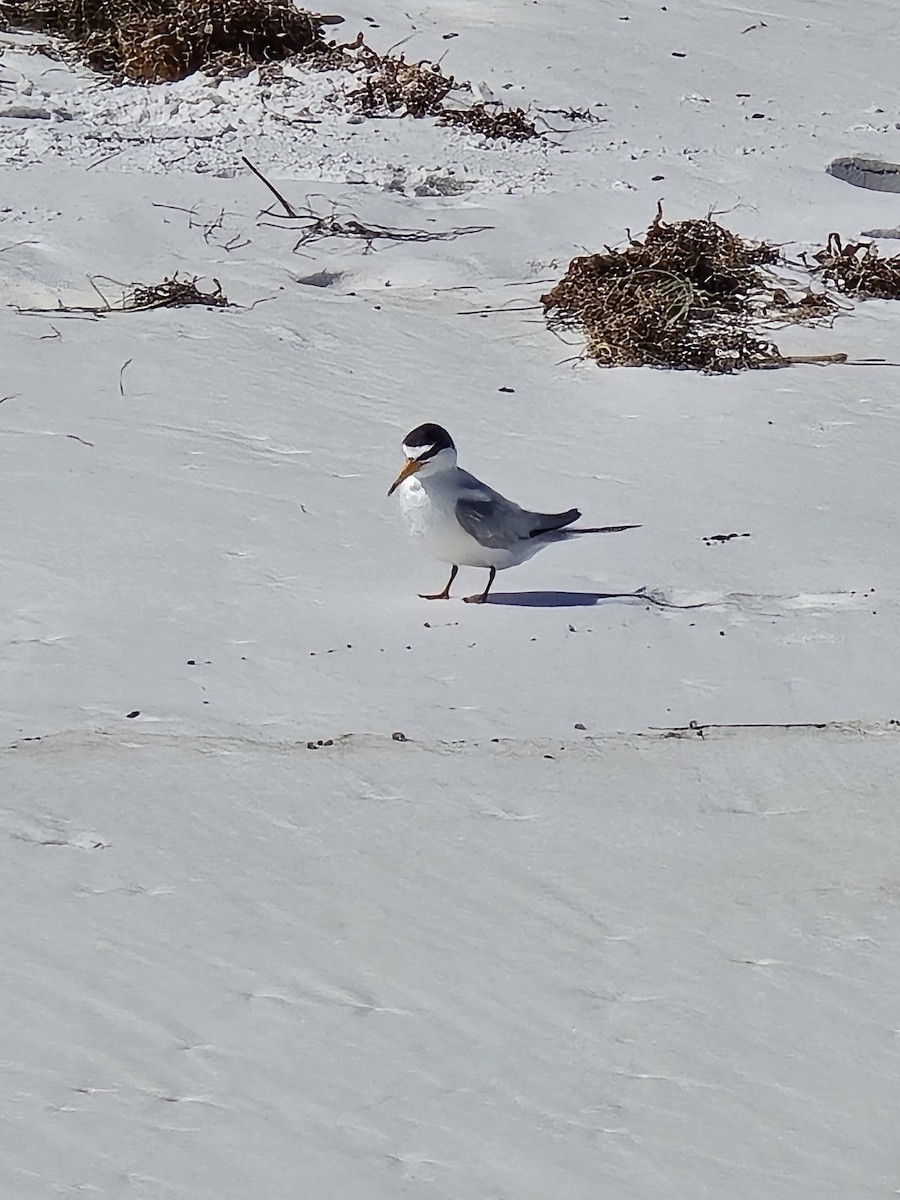 Least Tern - ML624256862