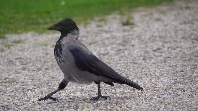 Nebelkrähe - ML624256863
