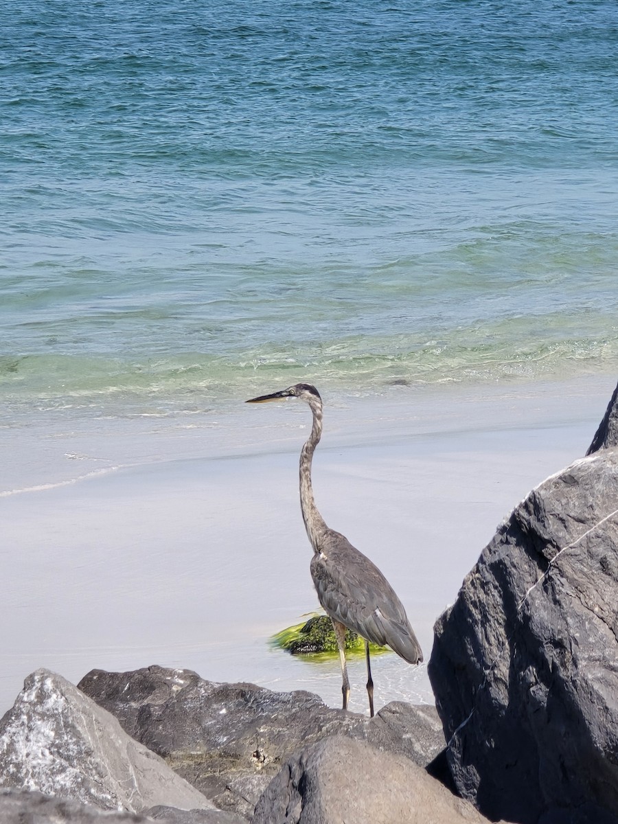 Great Blue Heron - ML624256889