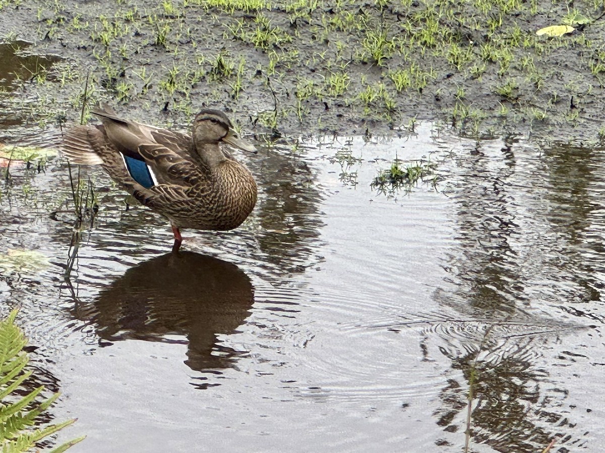 Mallard - Tony Whiting