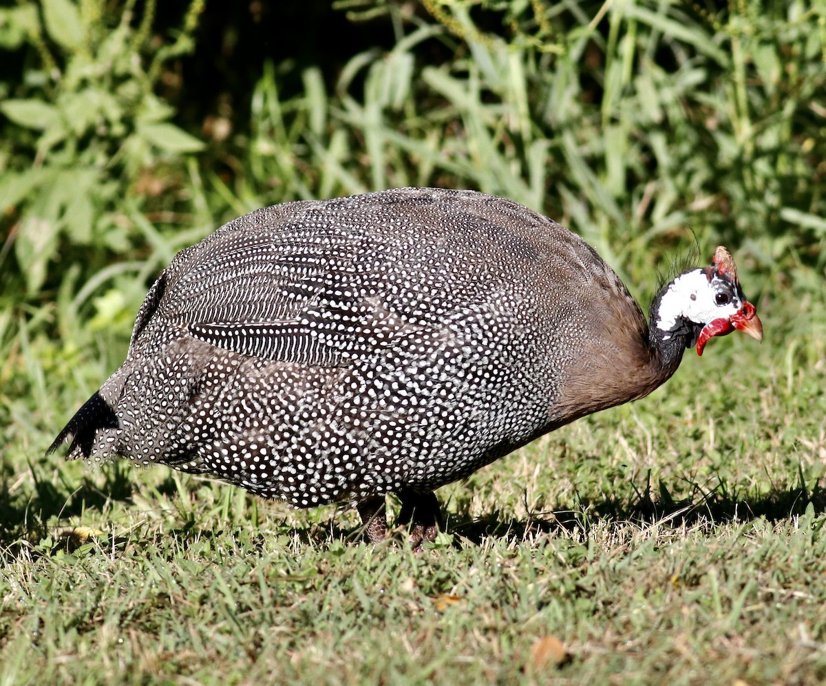 Helmeted Guineafowl (Domestic type) - ML624256903