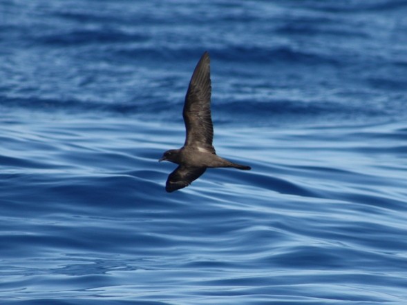 Bulwer's Petrel - ML624257028