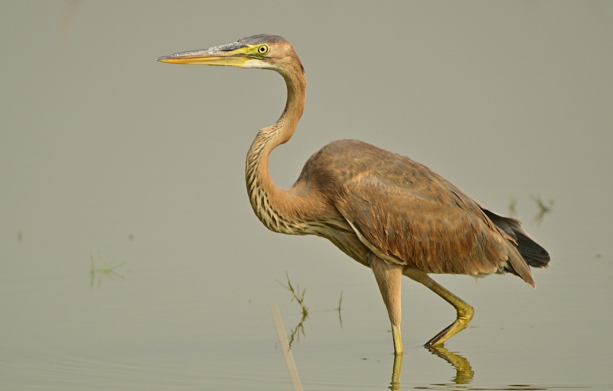 Purple Heron - Raj Kumar Shiwani