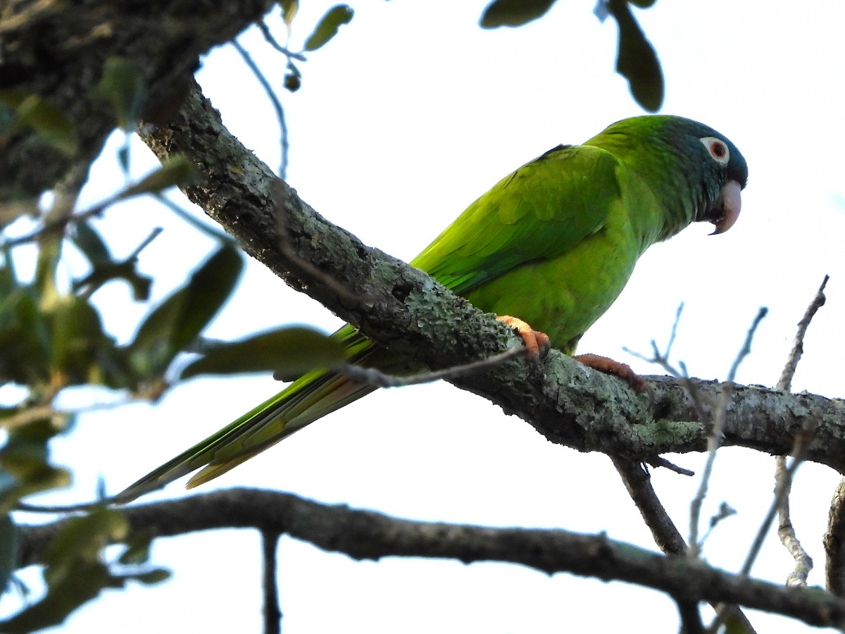 Blue-crowned Parakeet - ML624257069