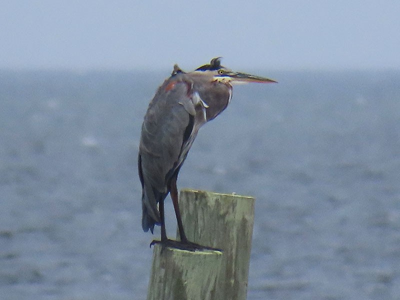 Great Blue Heron (Great Blue) - Karen Lebing