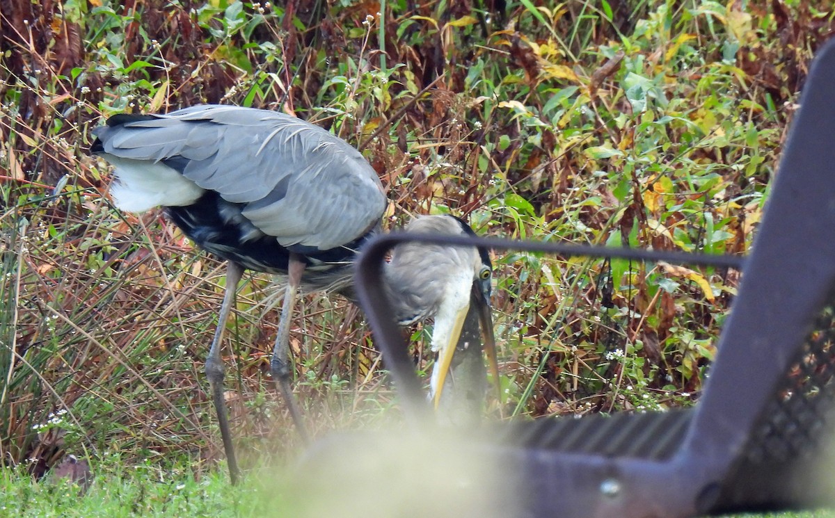 Great Blue Heron - Nicole H