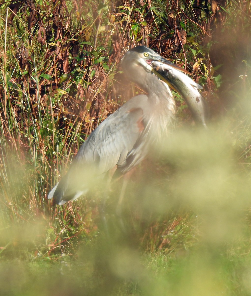 Great Blue Heron - ML624257214