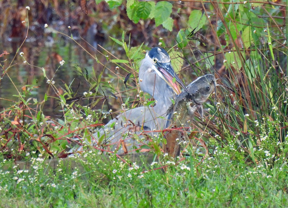 Great Blue Heron - ML624257215