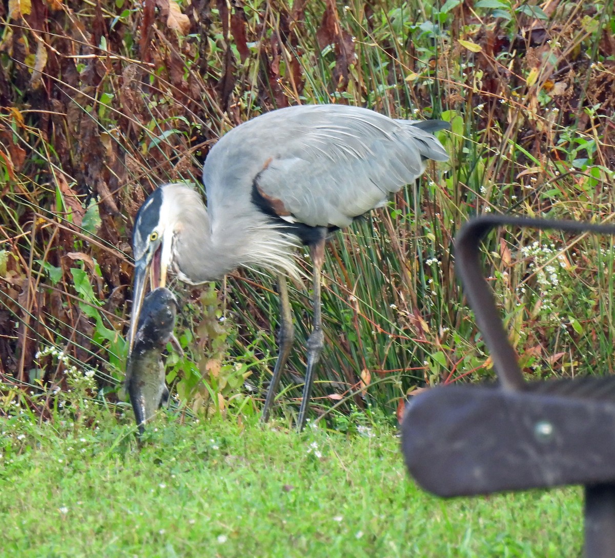 Great Blue Heron - Nicole H