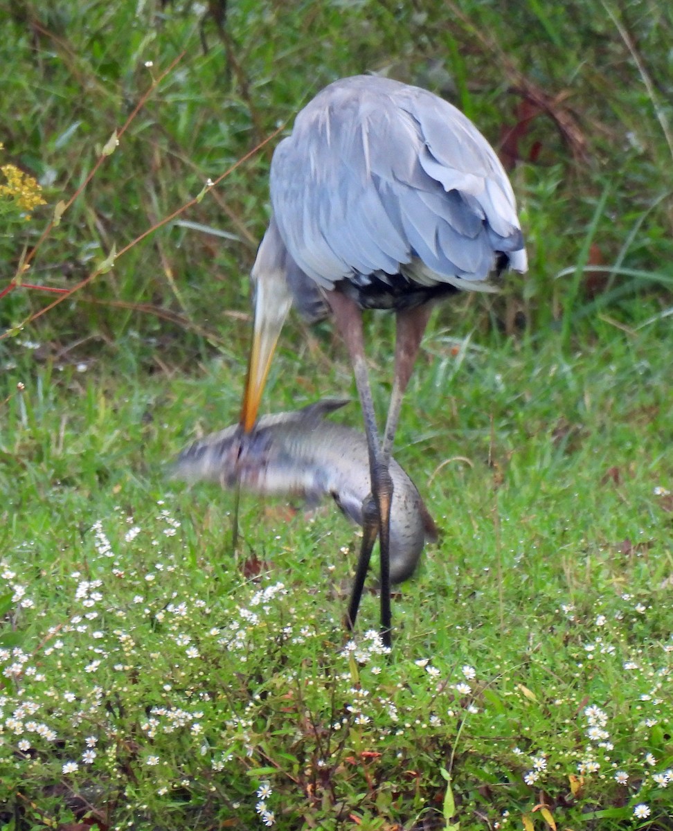 Great Blue Heron - Nicole H